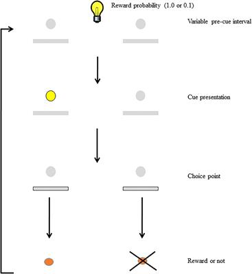 Basal Forebrain Mediates Motivational Recruitment of Attention by Reward-Associated Cues